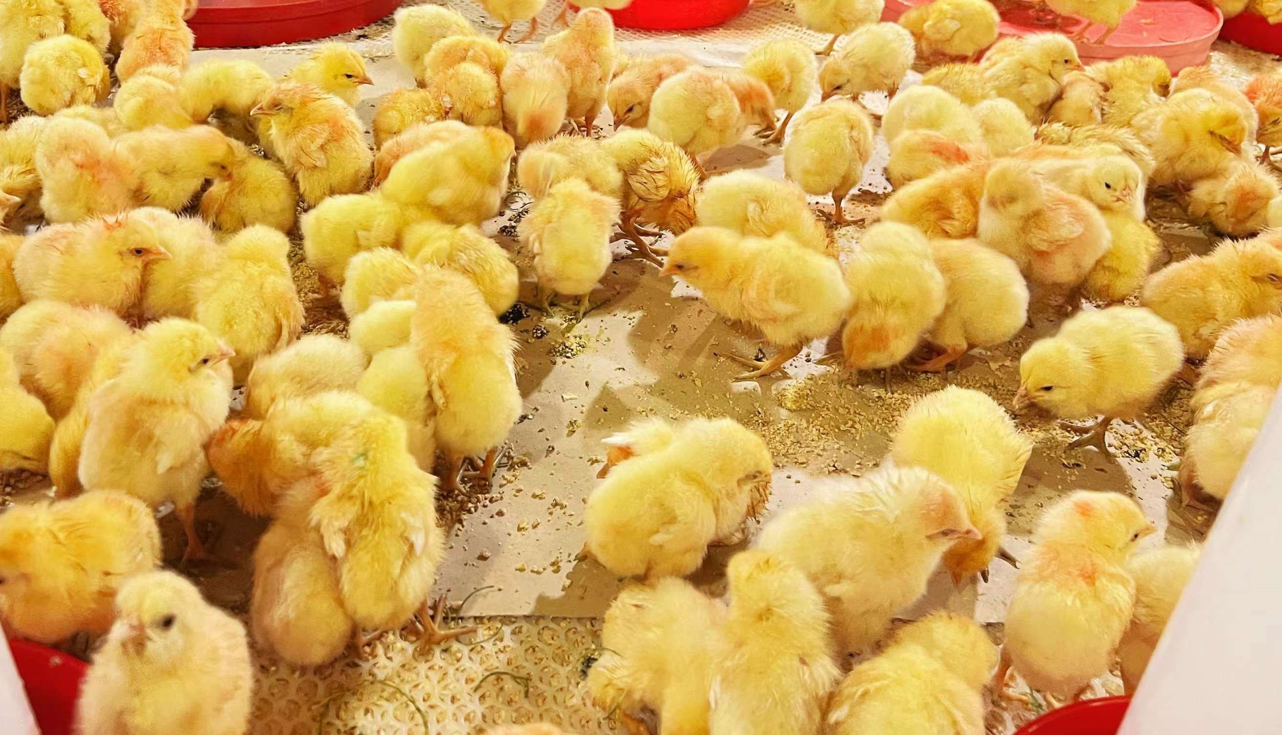 �������������չ������������ٽ�����