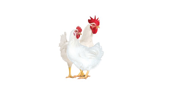 Hubbard �������Ѵ��ּ�